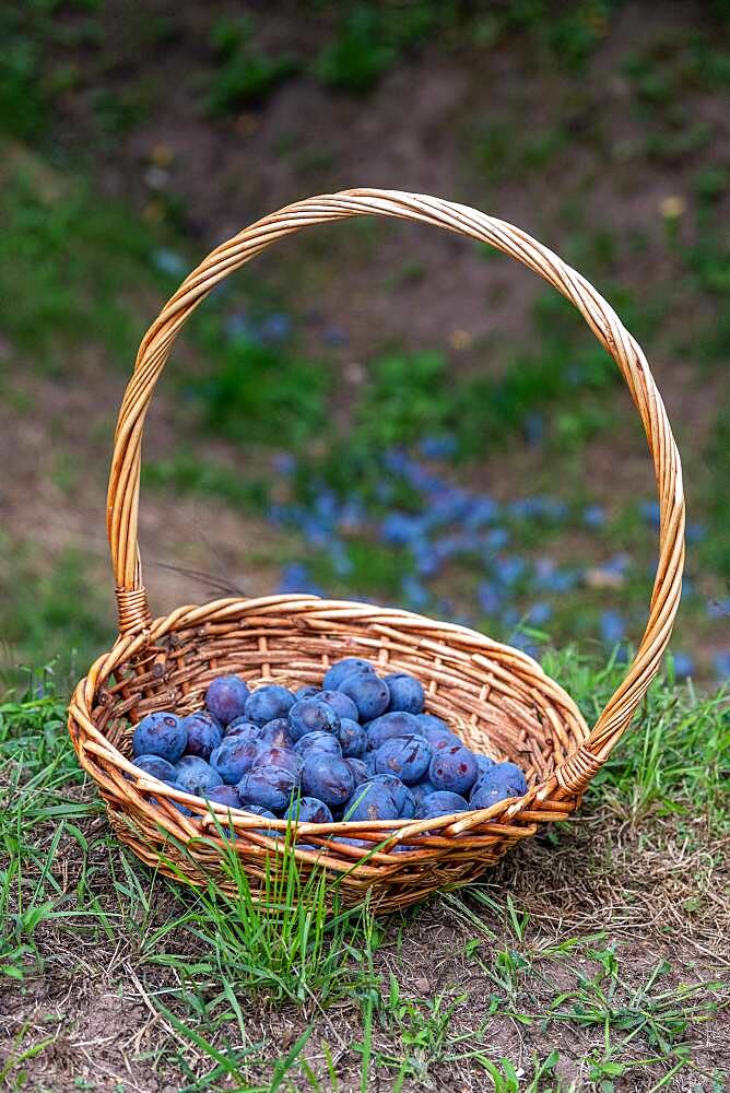 Basket filled with plum quetsches 'Stanley' in summer, Alsace