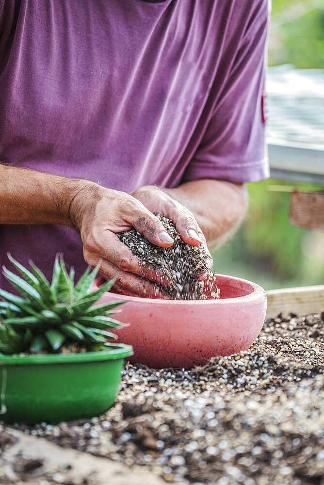 Man potting a hybrid Aloe (resembling a Gasteria, for connoisseurs).