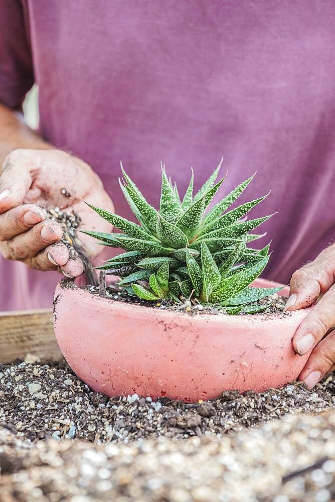 Man potting a hybrid Aloe (resembling a Gasteria, for connoisseurs).