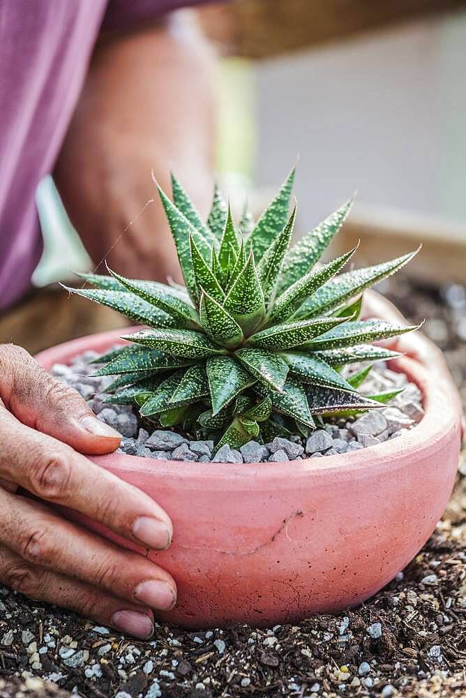 Man potting a hybrid Aloe (resembling a Gasteria, for connoisseurs).