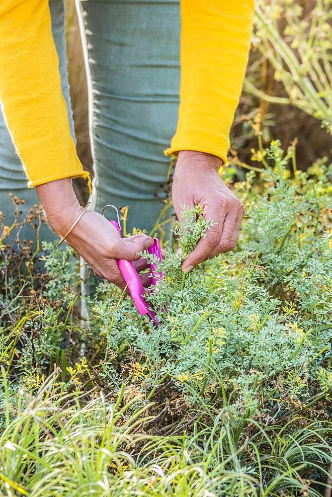 Woman harvesting Fringed rue (Ruta chalepensis) for maceration