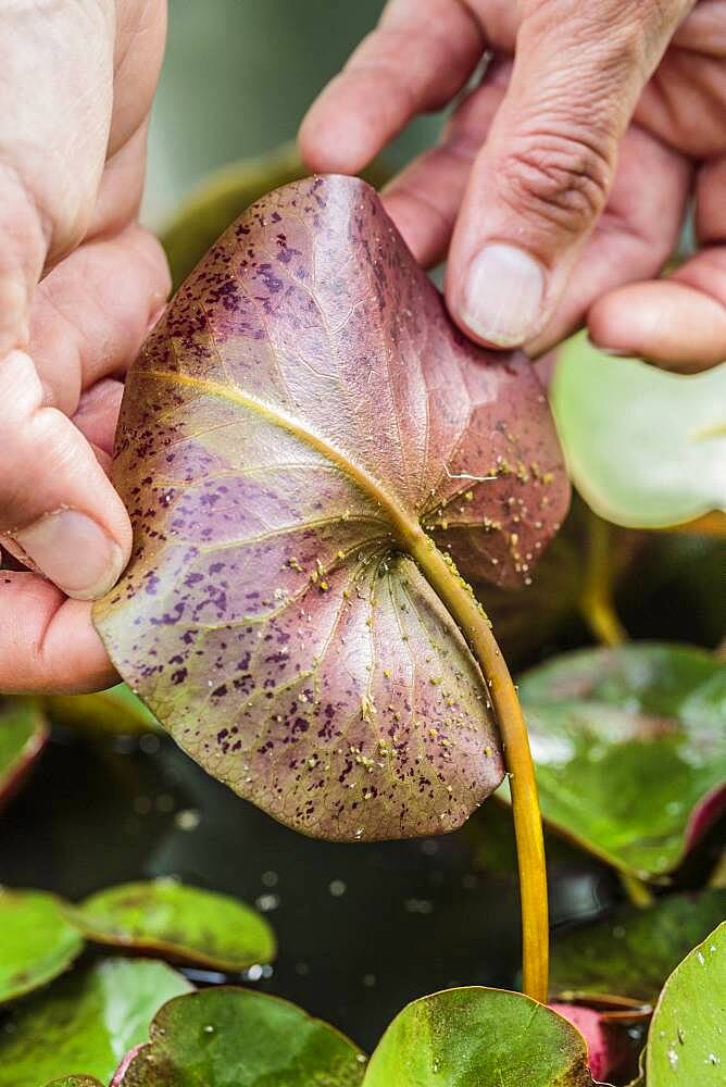 Examination of a water lily leaf (Nymphaea 'Pygmaea Helvola') infested with aphids.