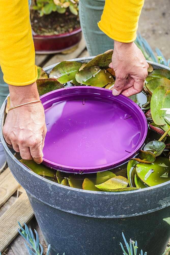 Tip against aphids on water lily (Nymphaea 'Pygmaea Helvola') leaves: immerse the leaves for a few hours to drown them.