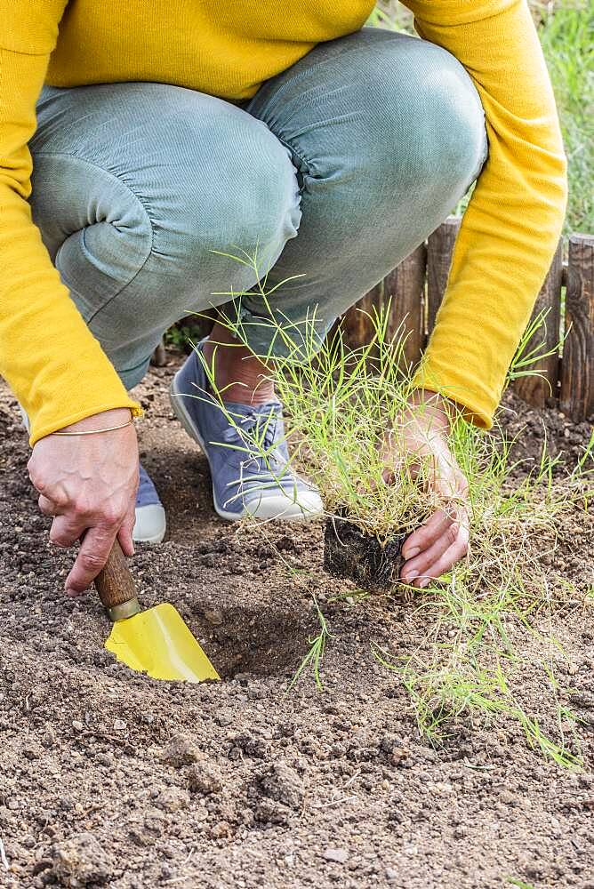 Drought-resistant turf planting Bermuda grass (Cynodon dactylon) of the 'Santa Ana' variety, with finer leaves.