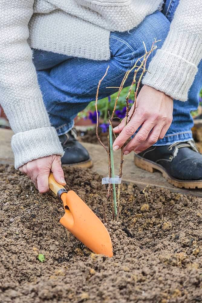 Woman planting a raspberry tree in winter / spring