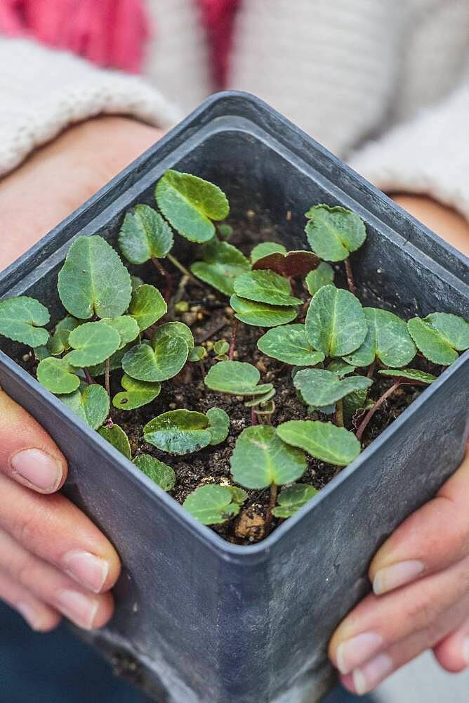 Persian Cyclamen seedlings (Cyclamen persicum) sown in a pot