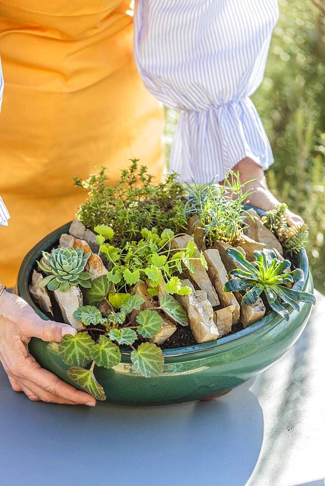 Realization of a mini garden of crevice garden in pot, in step by step.