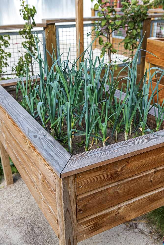 Leeks grown in a wooden bin, summer