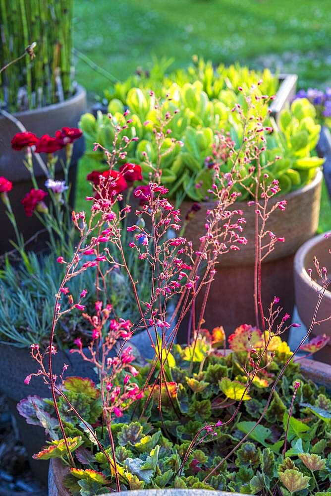 Coralbell (Heuchera sp) in bloom in a pot on a garden terrace, summer