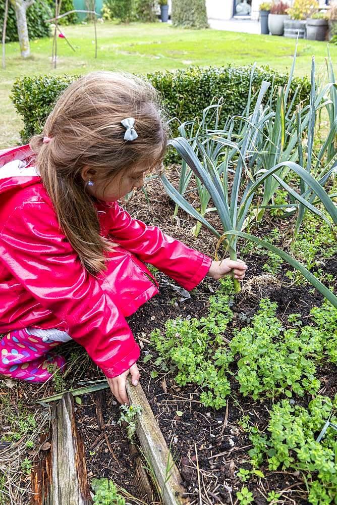 Girl tearing leeks, autumn