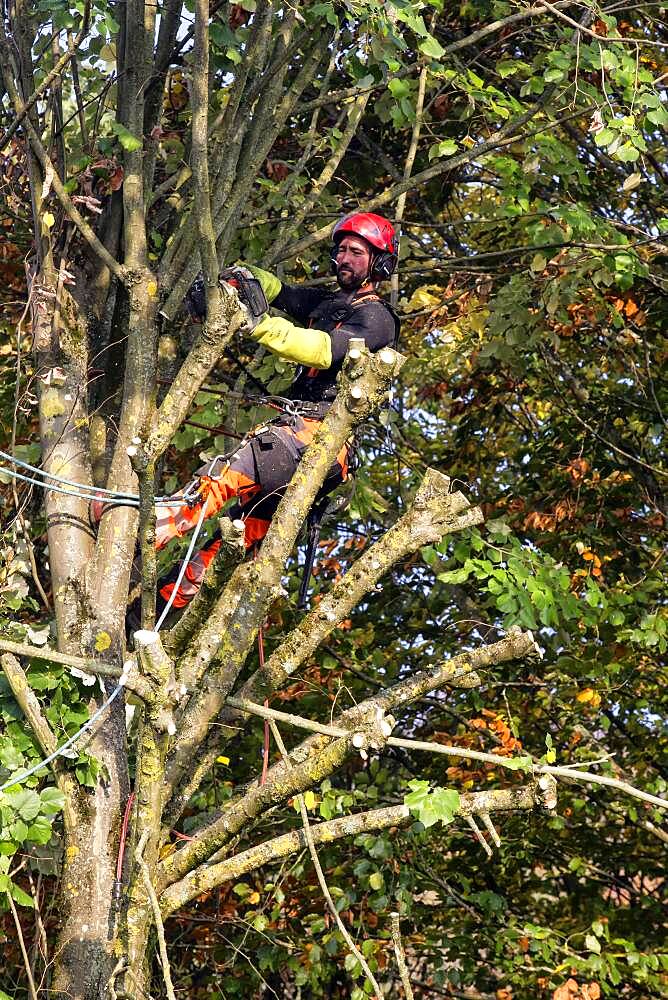 Tree pruning in autumn, cutting branches of a lime tree by a pruner with safety harness, country garden in Lorraine