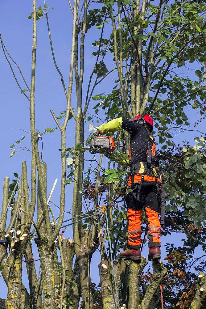 Tree pruning in autumn, cutting branches of a lime tree by a pruner with safety harness, country garden in Lorraine