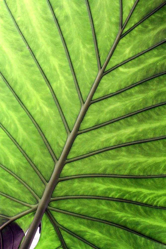 Alocasia (Alocasia sp) leaf, botanical garden of Tours, Center-Val de Loire