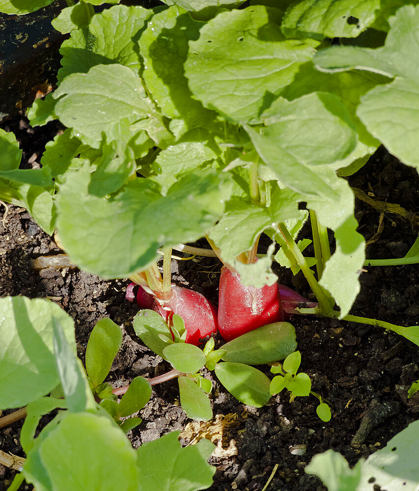 Radis Raphanus sativus 'Fluo F1'