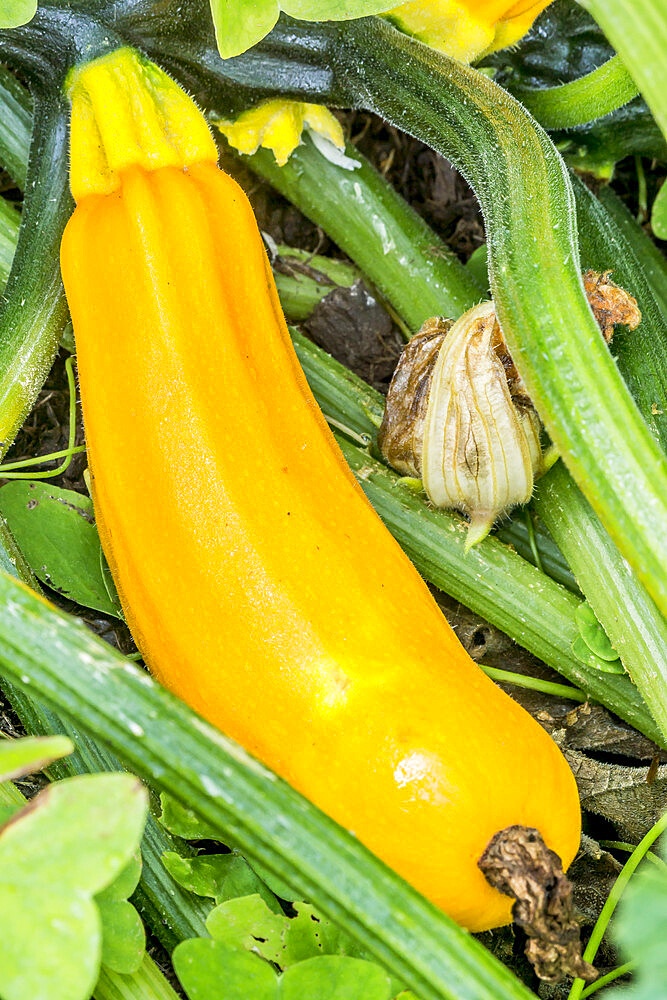 Courgette Jaune Gold Rush Bio