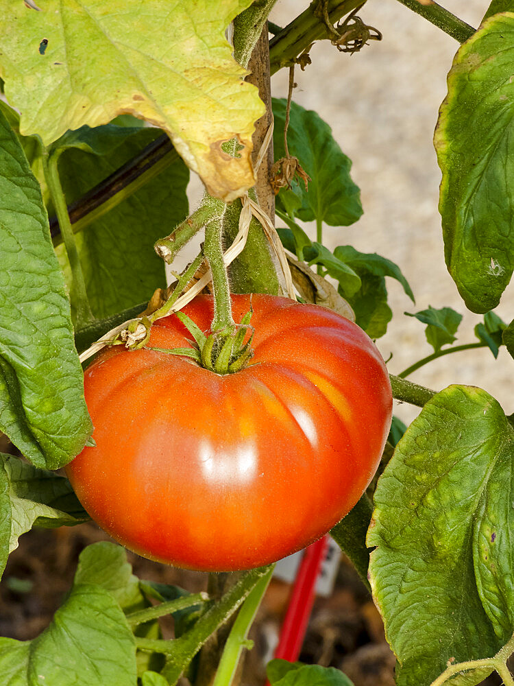 Tomate 'Bandy Wire'