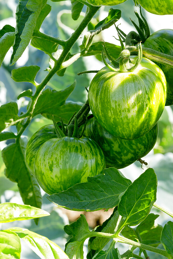 Tomate 'Green Zebra' Obtenteur : Tom Wagner (USA)