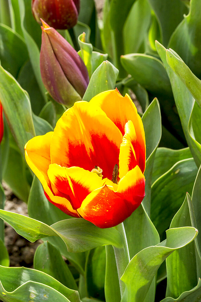 Tulip 'Kees Nelis' in bloom in a garden