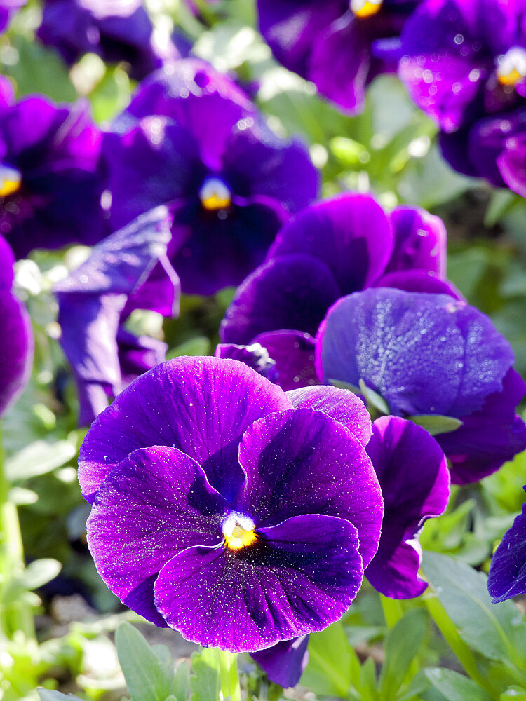 Viola x wittrockiana 'Unicolor Pourpre'