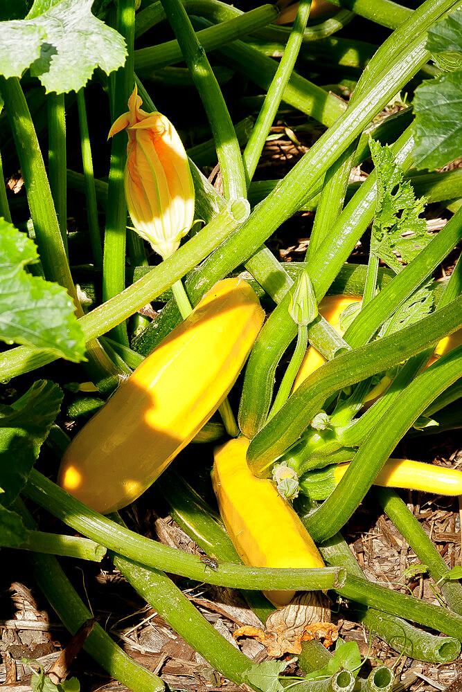 Courgette jaune 'Eight Ball' F1