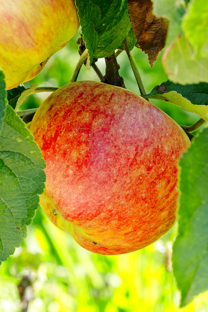 Malus domestica 'Cox pomana'