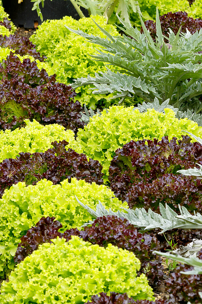 Laitue feuille de chêne 'Bowl Rouge Flamenco', Laitue feuille de chêne 'Salad Bowl'