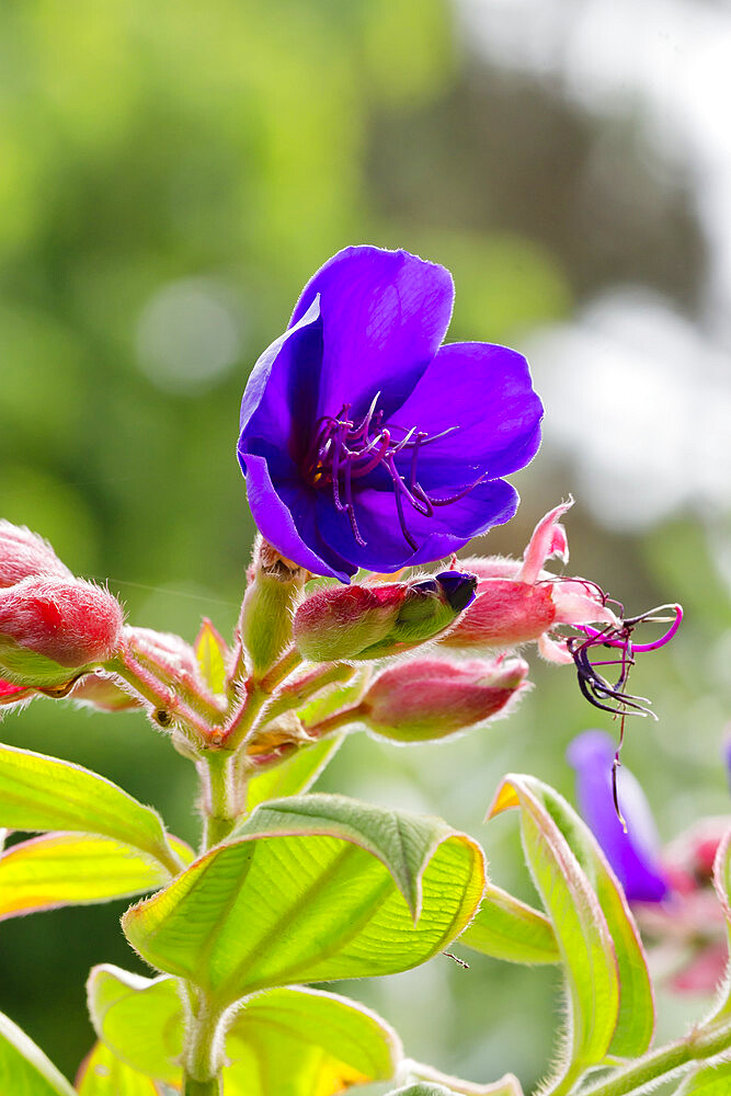 Tibouchina urvilleana