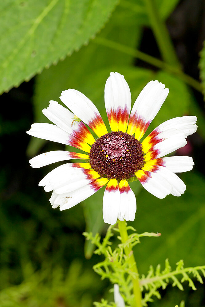 Chrysanthemum carinatum 'Oeil de Chouette'