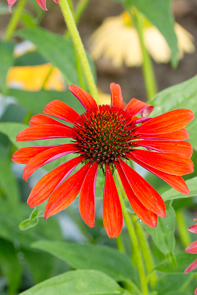 Echinacea purpurea 'Cheyenne Spirit'