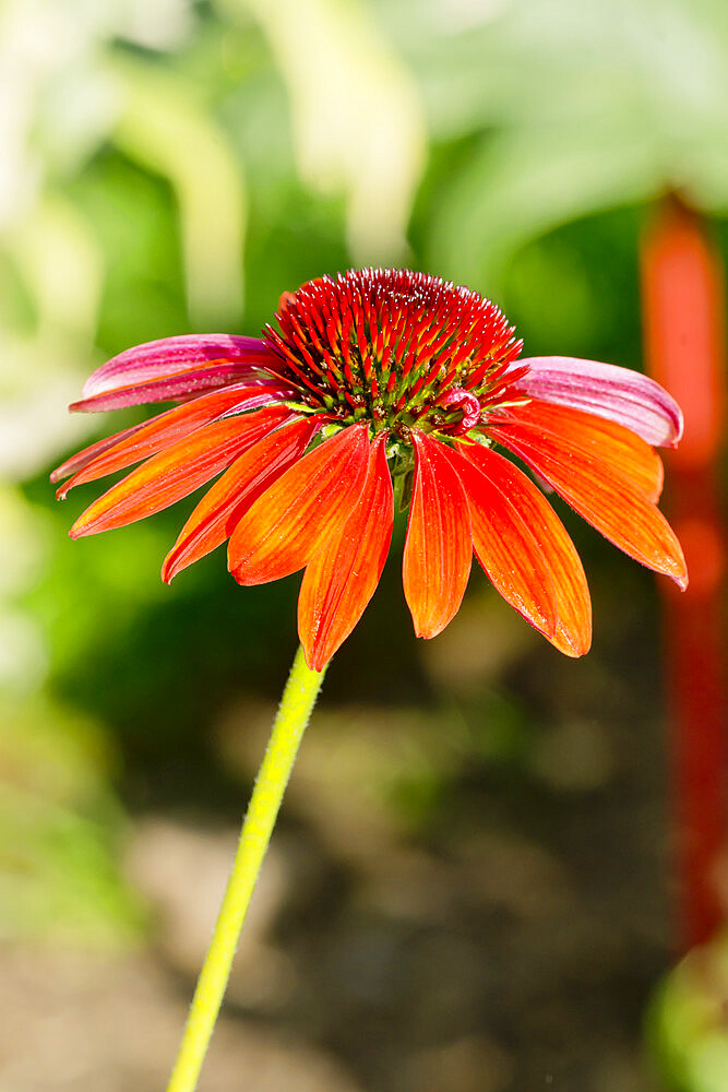 Echinacea purpurea 'Cheyenne Spirit'