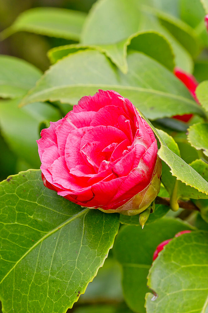 Camellia 'La Pace Rubra' in bloom in a garden *** Local Caption *** (ITA) 1893