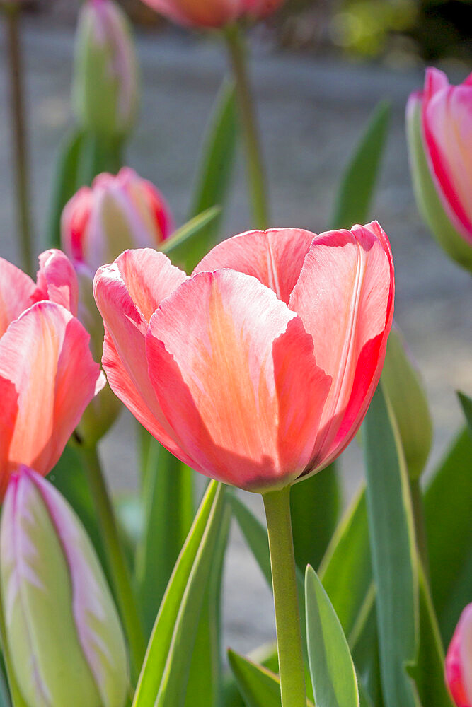 Tulip 'Design Impression' in bloom in a garden