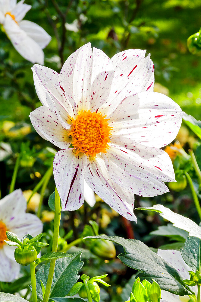 Dahlia 'Blitztgutys' in bloom in a garden *** Local Caption *** Reg. : Beaumont (FRA) 2007