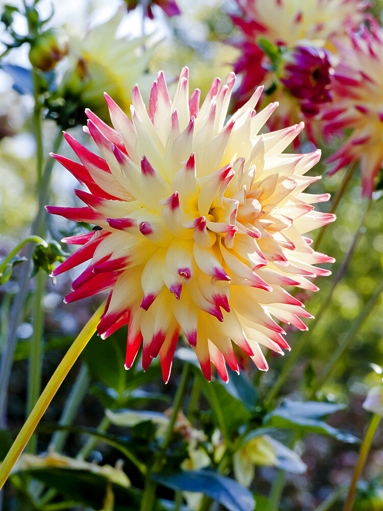 Dahlia 'Aviator' in bloom in a garden *** Local Caption *** Reg. : Van Veelen (NDL) 1979