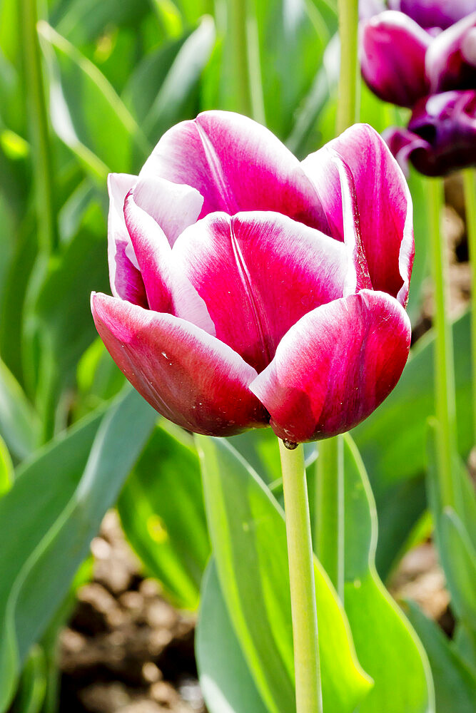 Tulip 'Alexander Pushkin' in bloom in a garden