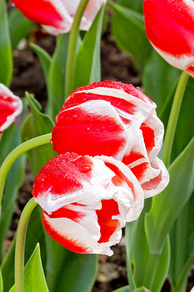 Tulip 'Willemsoord' in bloom in a garden