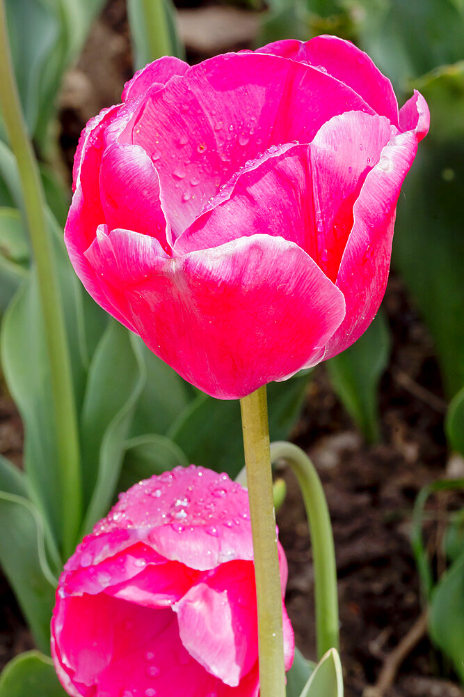 Tulip 'Carola' in bloom in a garden