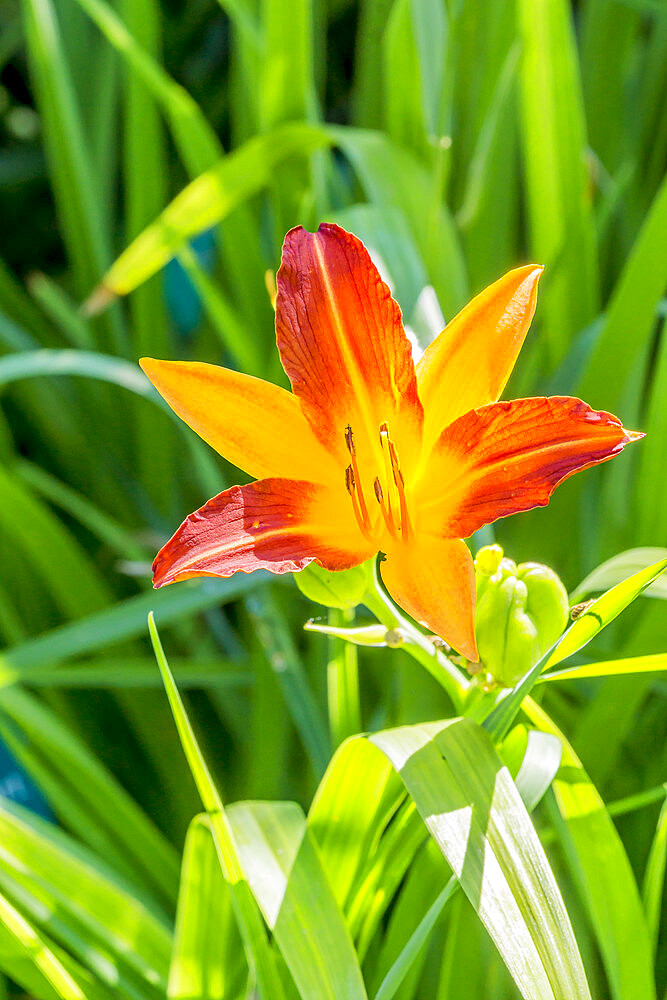 Hemerocalle 'Caballero' in bloom in a garden