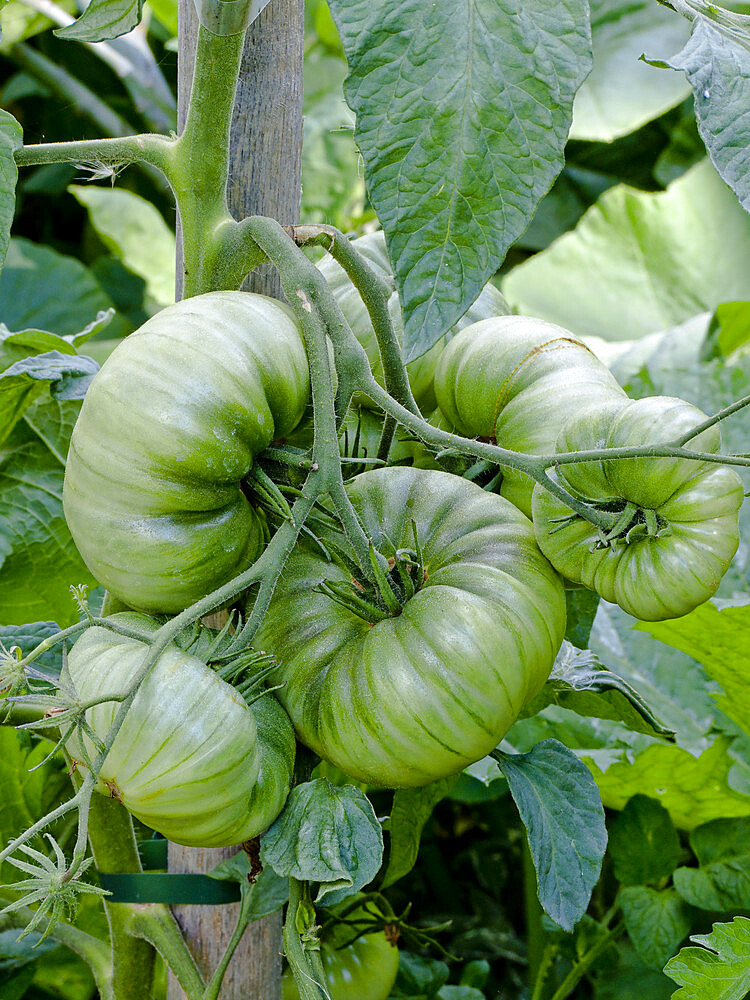 Tomate 'Green Geant'