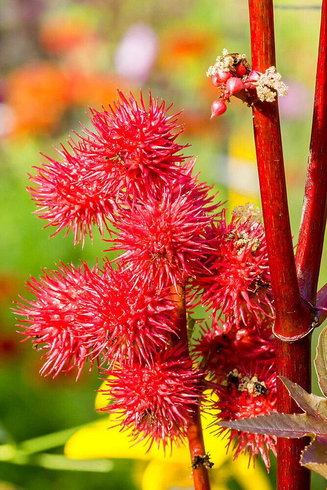 Ricinus communis 'Red Spire'