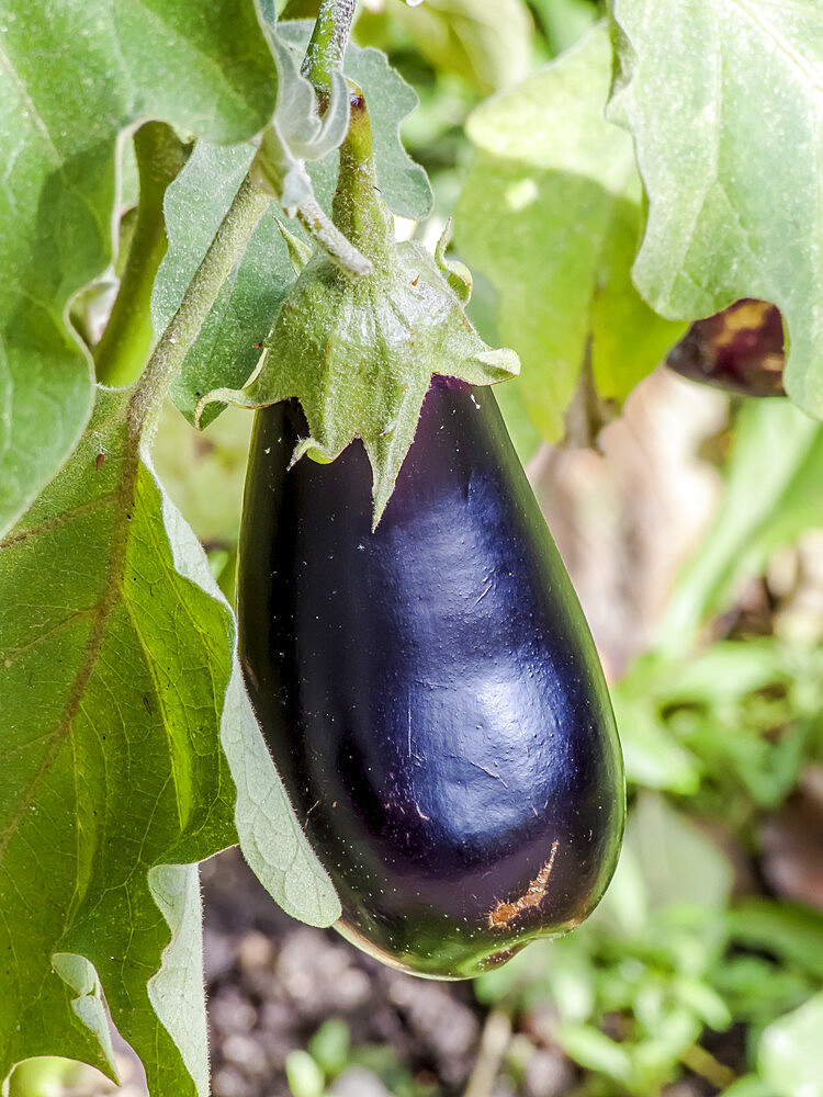 Aubergine violette de Barbentane