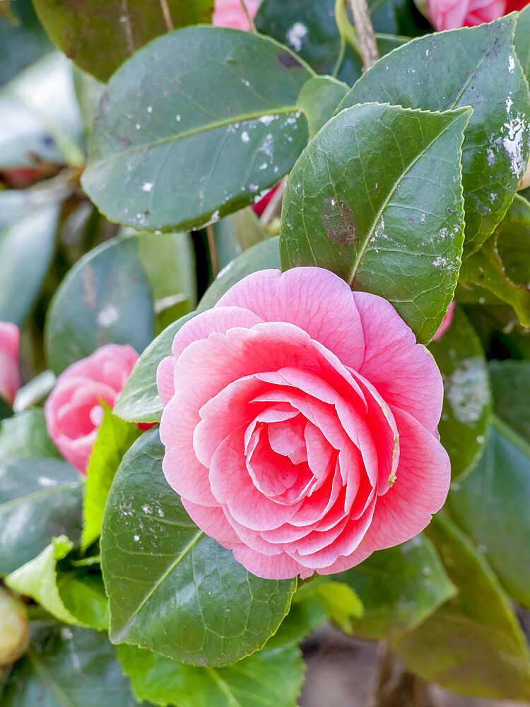 Camellia 'JC Willamina' in bloom in a garden