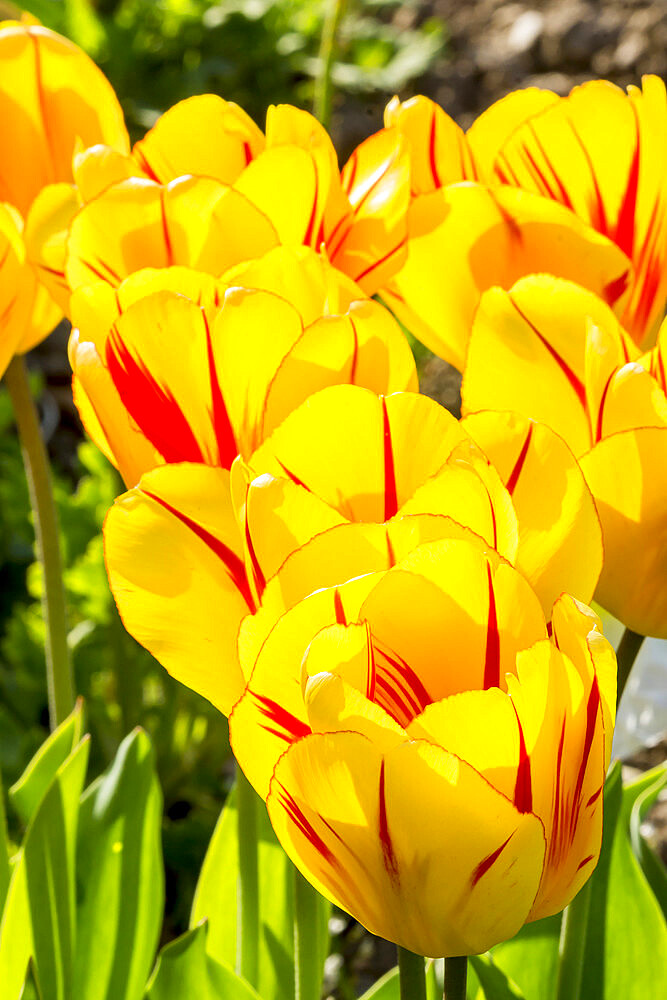 Tulip 'Olympic Flame' in bloom in a garden