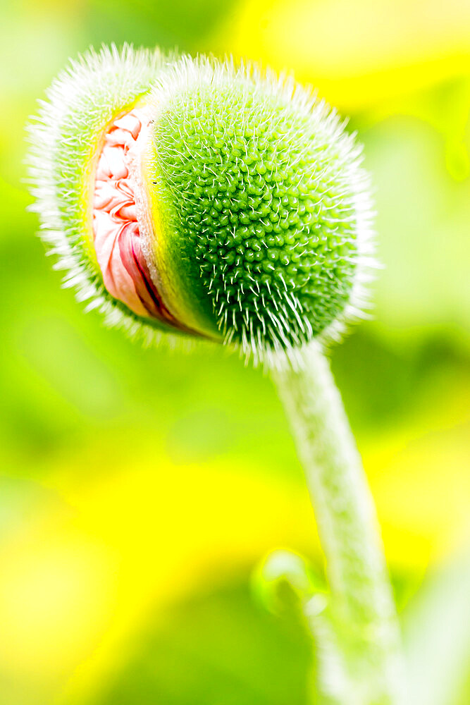 Papaver orientalis 'Princesse Victoria Louise'