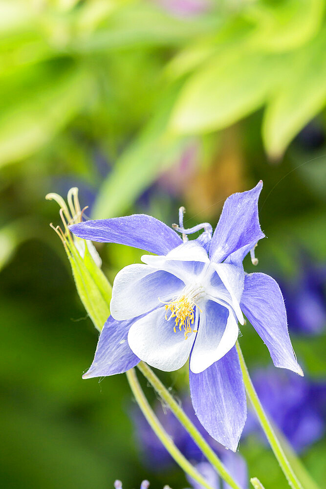 Aquilegia alpina