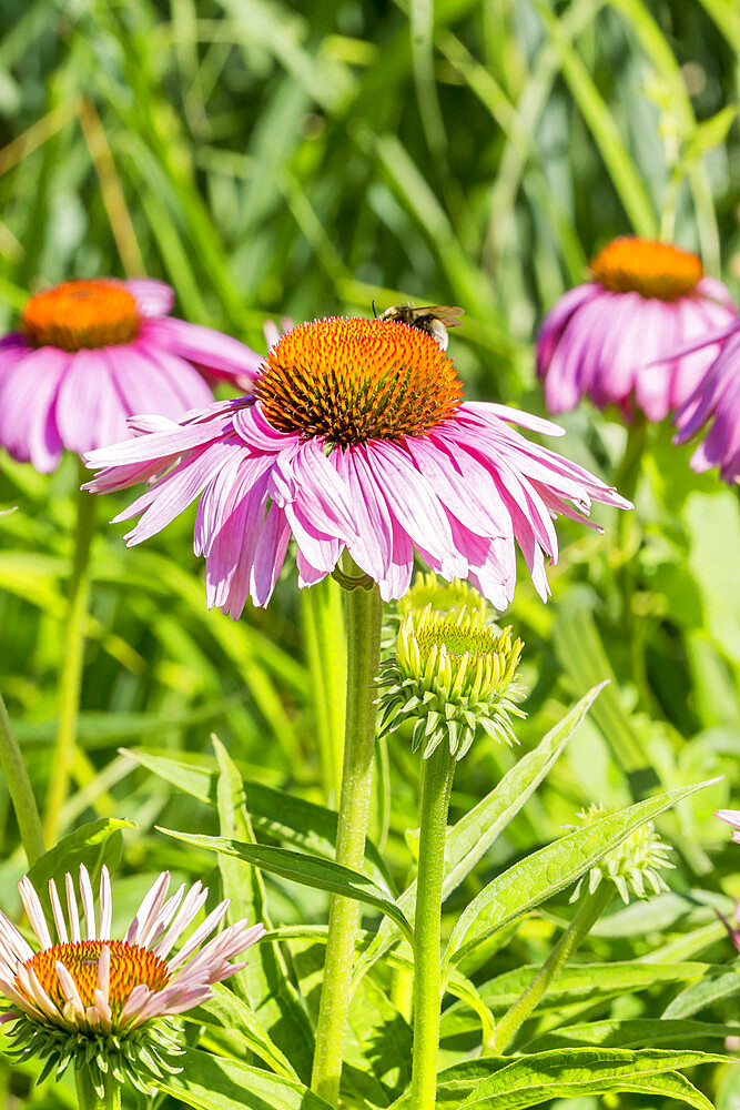 Echinacea purpurea 'Feeling Pink'