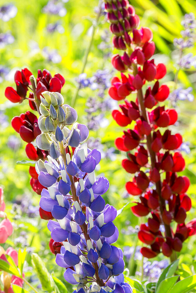 Lupinus polyphyllus