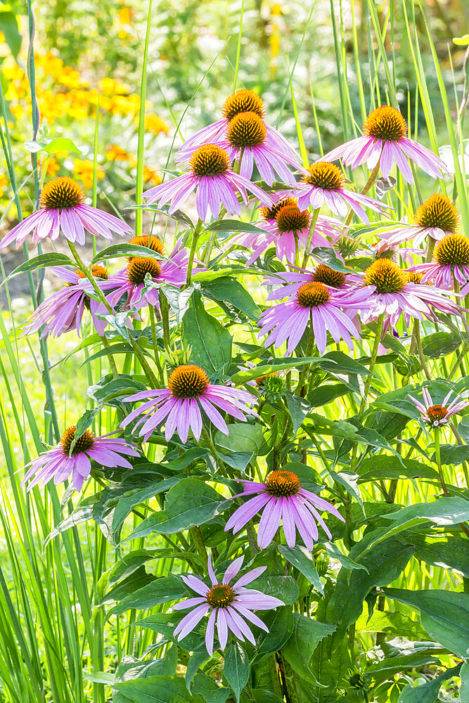 Echinacea purpurea 'Feeling Pink'