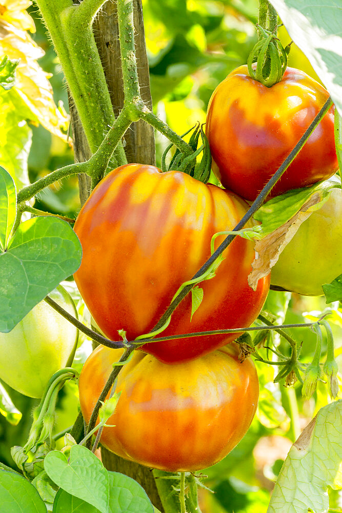 Tomate 'Coeur de Boeuf Rouge'