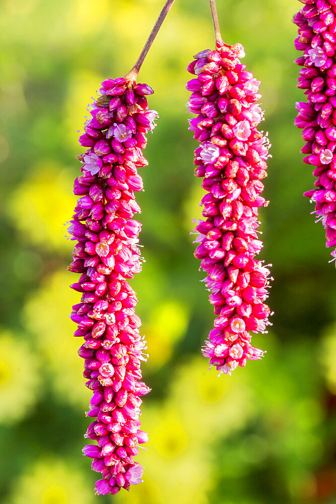 Persicaria orientale